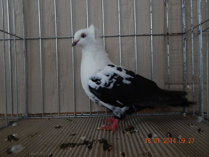 DSCN1695 - Timisoara Ian 2014