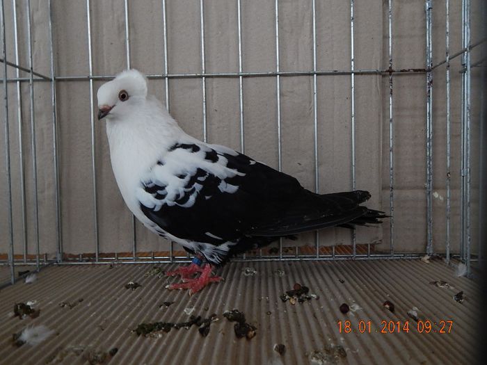 DSCN1696 - Timisoara Ian 2014