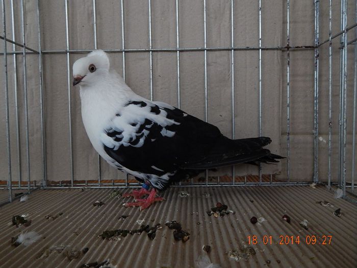 DSCN1697 - Timisoara Ian 2014