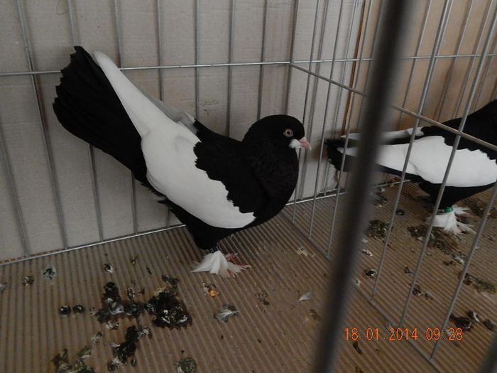 DSCN1698 - Timisoara Ian 2014