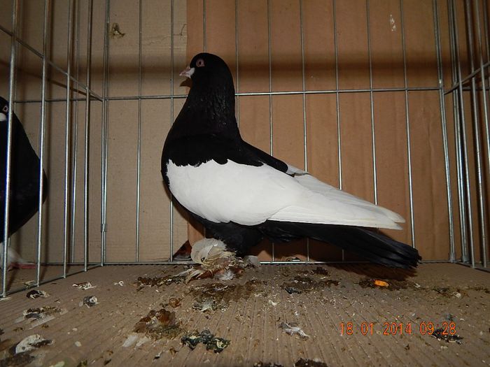 DSCN1702 - Timisoara Ian 2014