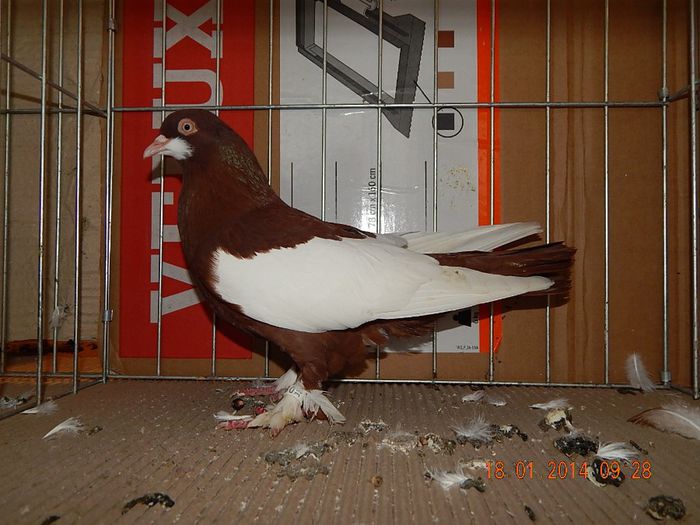 DSCN1704 - Timisoara Ian 2014