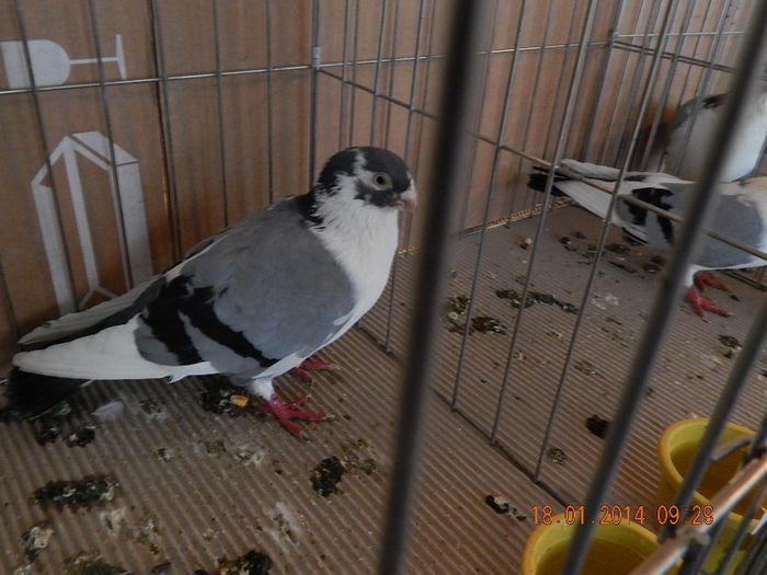 DSCN1706 - Timisoara Ian 2014