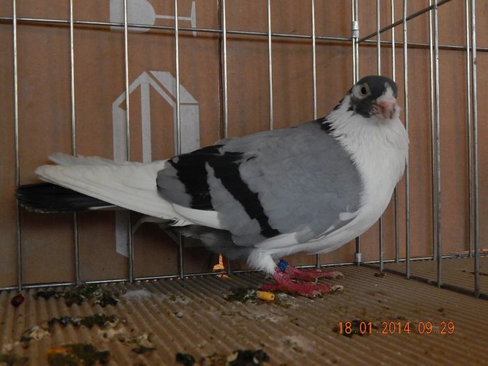 DSCN1708 - Timisoara Ian 2014