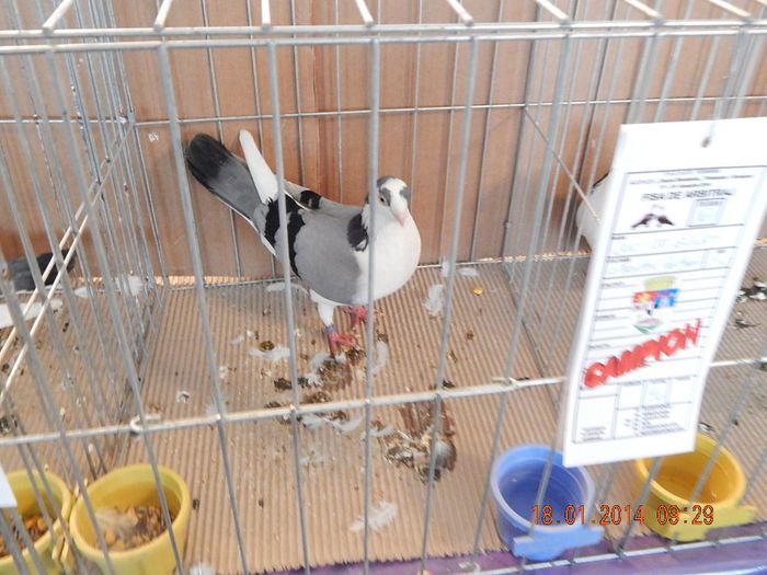 DSCN1711 - Timisoara Ian 2014