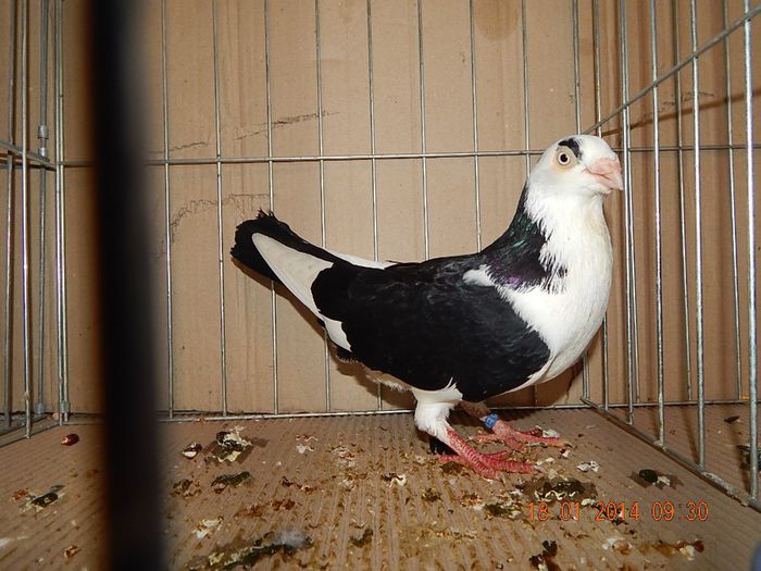 DSCN1716 - Timisoara Ian 2014