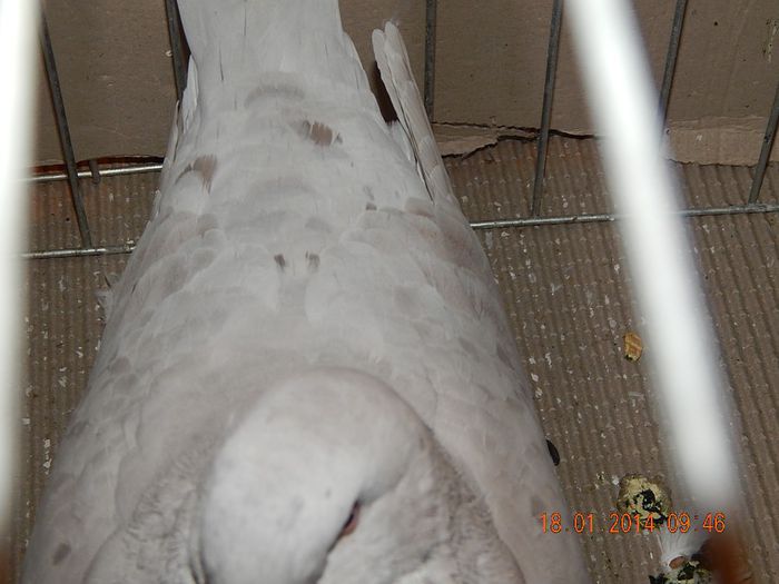 DSCN1719 - Timisoara Ian 2014