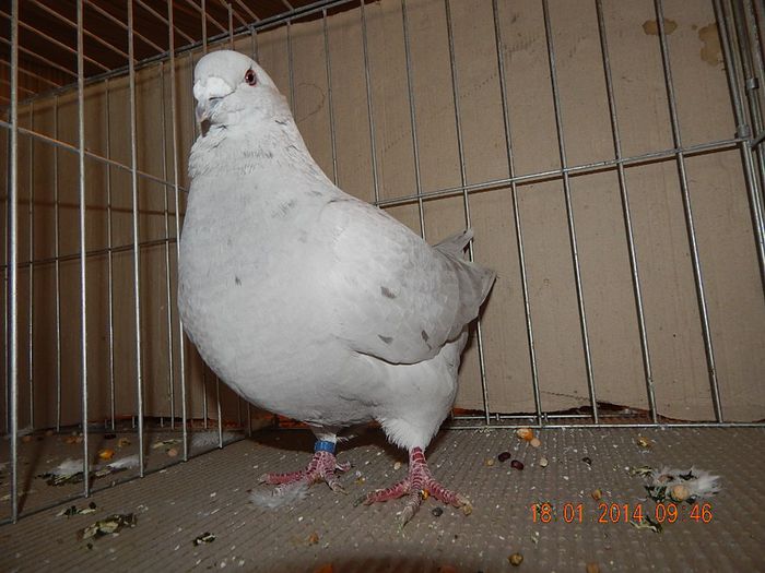 DSCN1722 - Timisoara Ian 2014