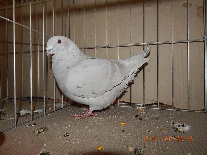 DSCN1723 - Timisoara Ian 2014