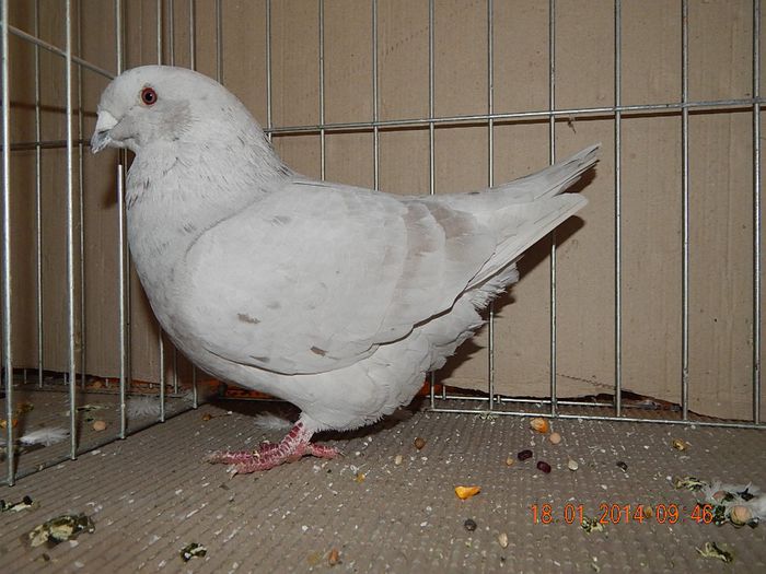 DSCN1724 - Timisoara Ian 2014