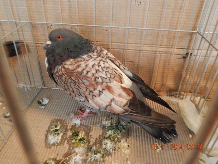 DSCN1725 - Timisoara Ian 2014