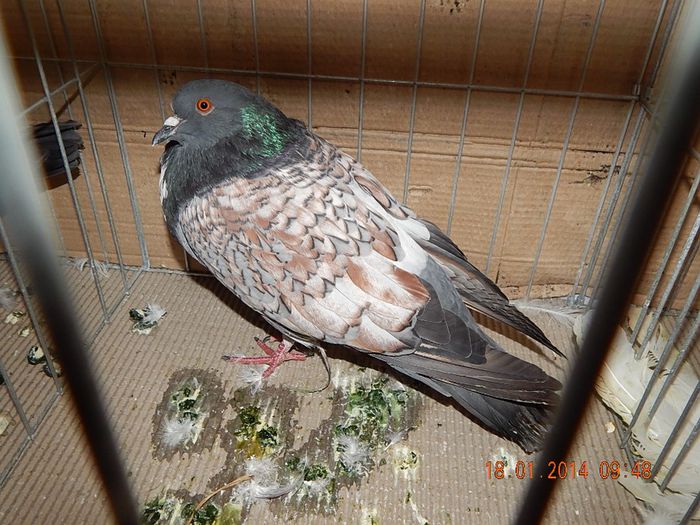 DSCN1727 - Timisoara Ian 2014