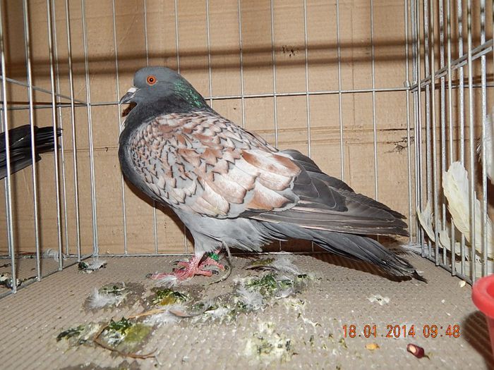 DSCN1728 - Timisoara Ian 2014