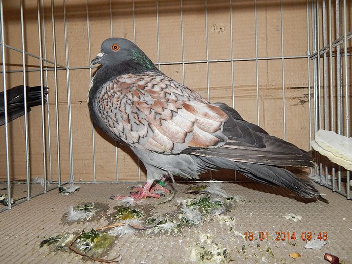 DSCN1729 - Timisoara Ian 2014