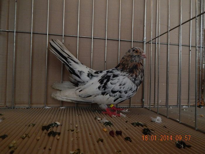 DSCN1731 - Timisoara Ian 2014