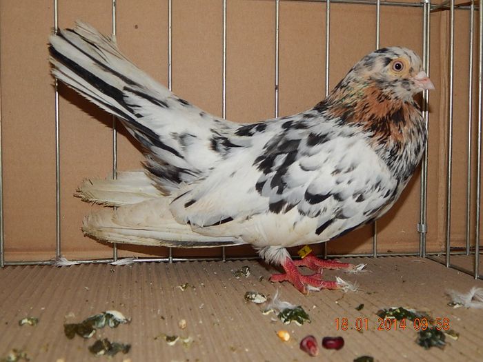 DSCN1733 - Timisoara Ian 2014