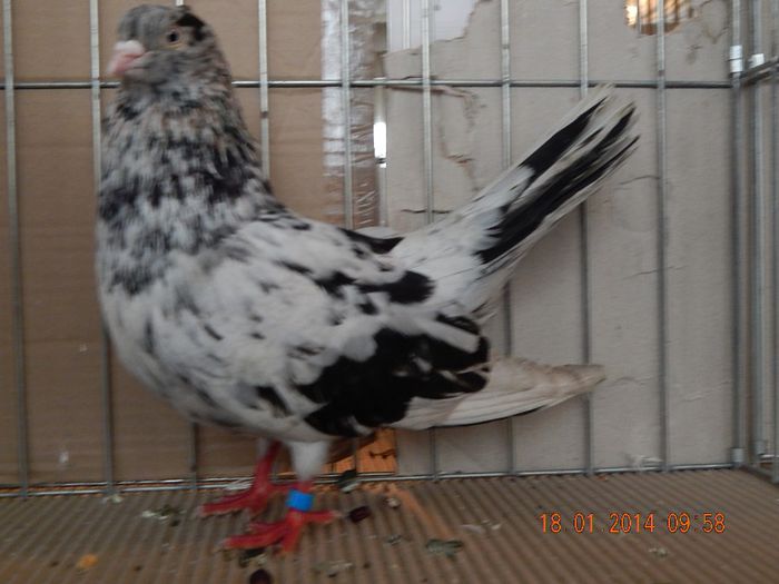 DSCN1734 - Timisoara Ian 2014