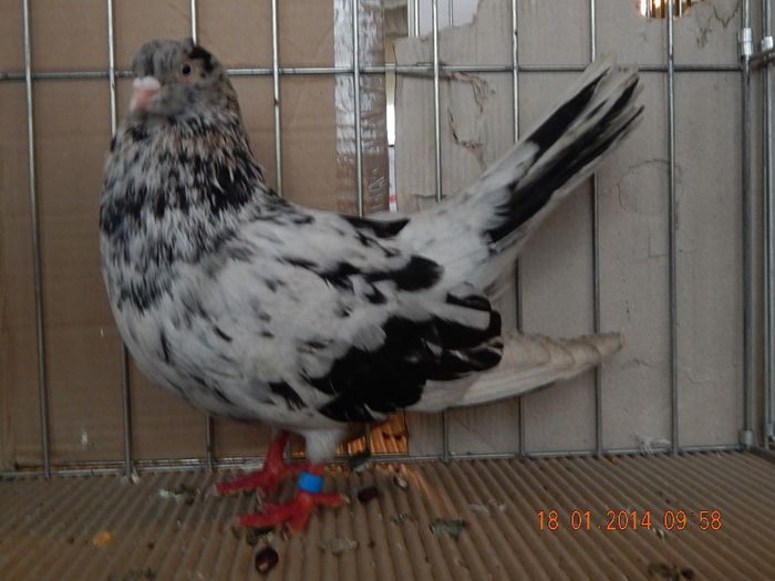 DSCN1735 - Timisoara Ian 2014