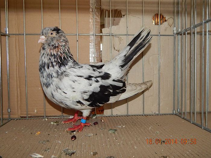 DSCN1736 - Timisoara Ian 2014