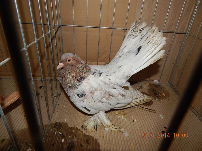 DSCN1737 - Timisoara Ian 2014