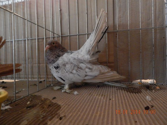 DSCN1739 - Timisoara Ian 2014