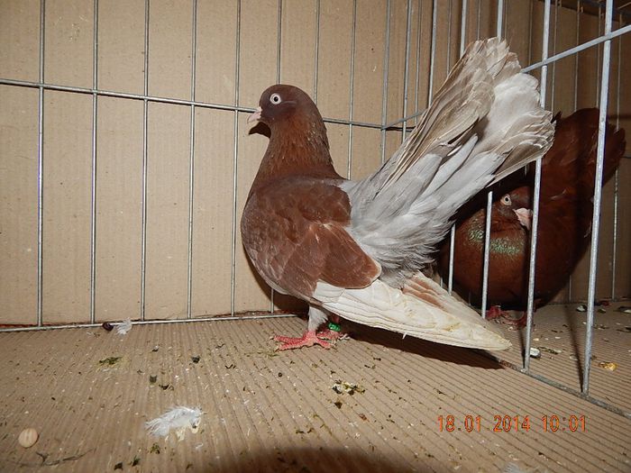 DSCN1743 - Timisoara Ian 2014