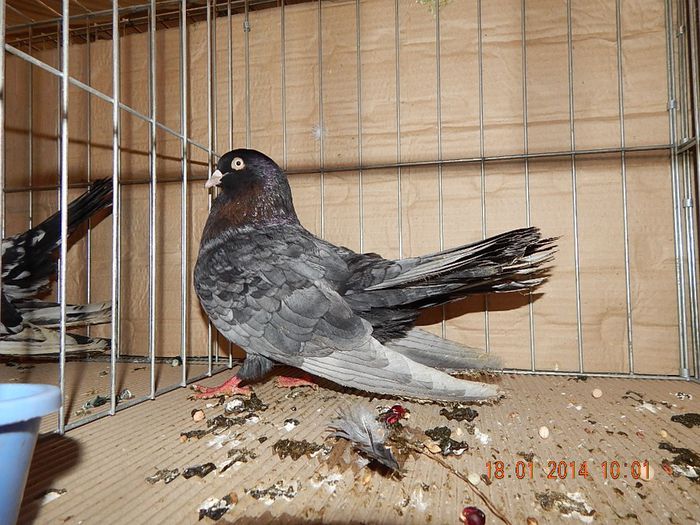 DSCN1746 - Timisoara Ian 2014