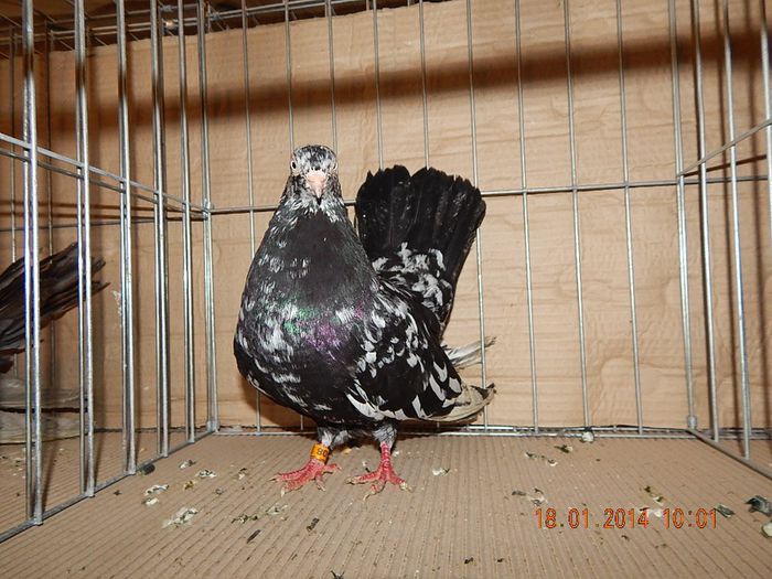 DSCN1747 - Timisoara Ian 2014