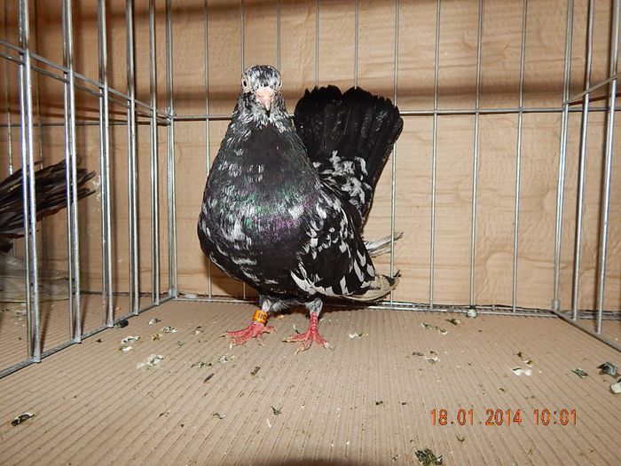 DSCN1748 - Timisoara Ian 2014