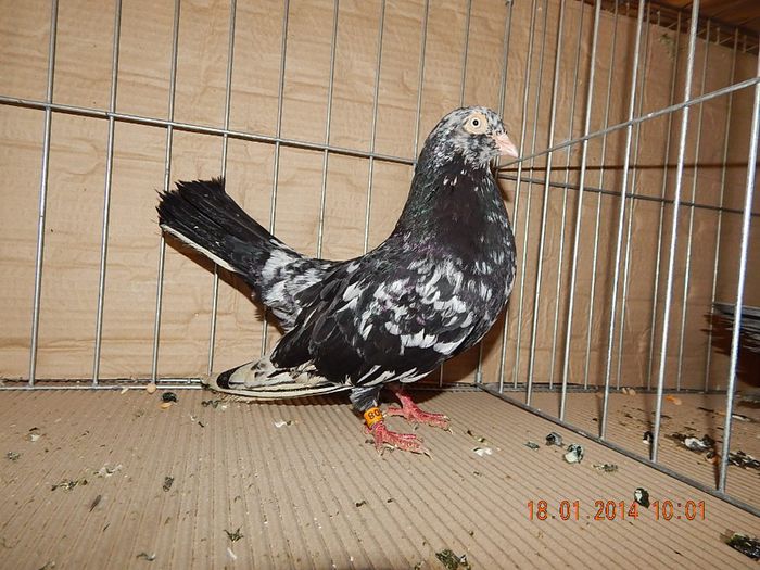 DSCN1749 - Timisoara Ian 2014