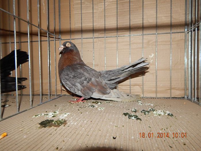 DSCN1750 - Timisoara Ian 2014