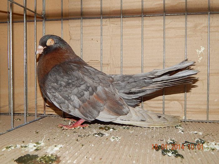 DSCN1751 - Timisoara Ian 2014