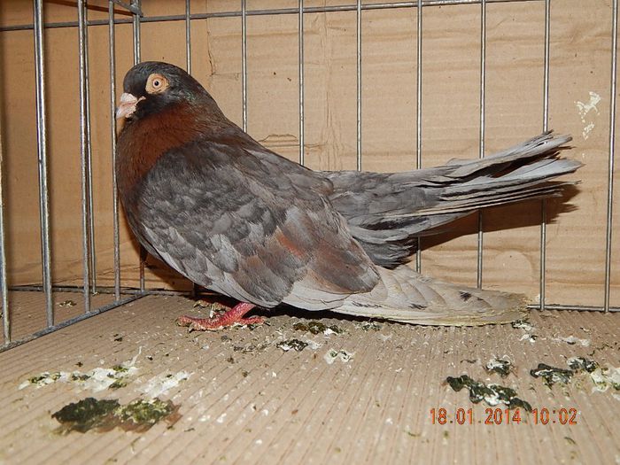 DSCN1752 - Timisoara Ian 2014