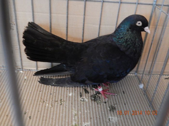 DSCN1755 - Timisoara Ian 2014