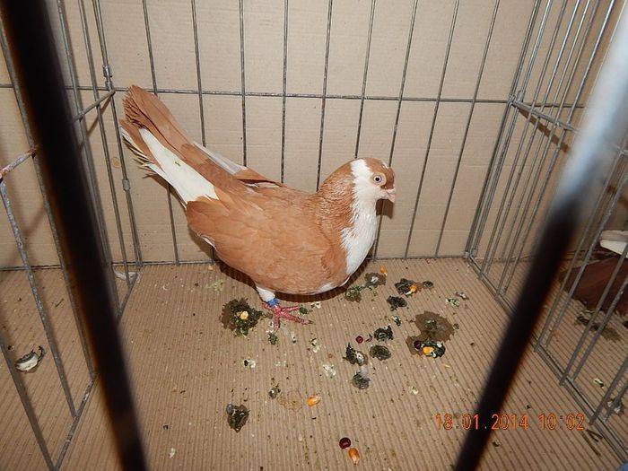 DSCN1757 - Timisoara Ian 2014