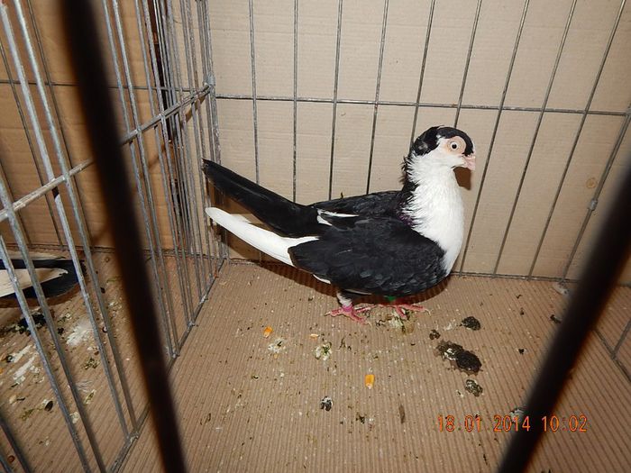 DSCN1758 - Timisoara Ian 2014