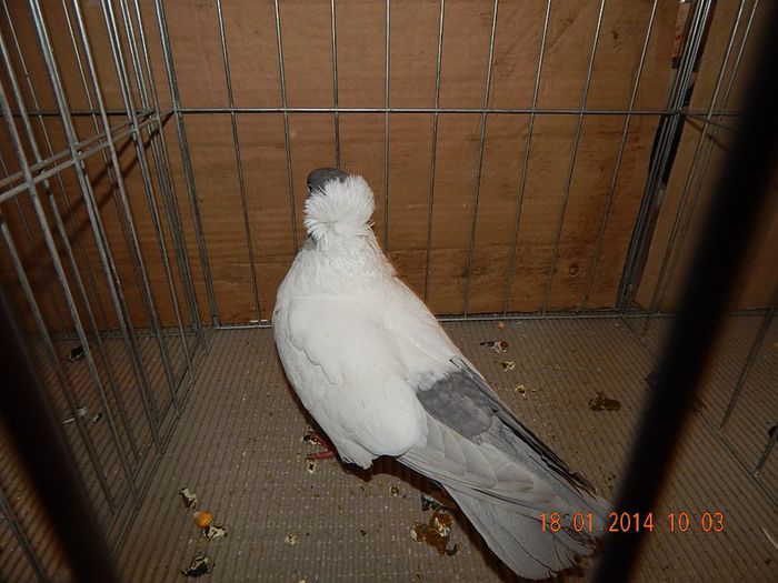 DSCN1760 - Timisoara Ian 2014