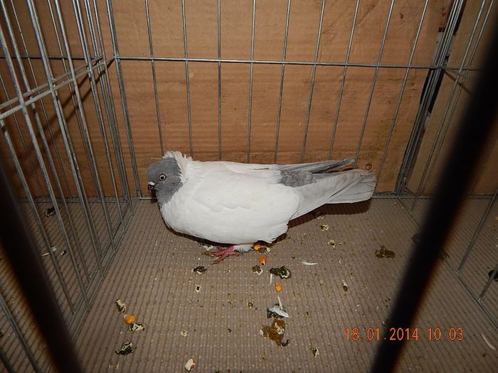 DSCN1761 - Timisoara Ian 2014