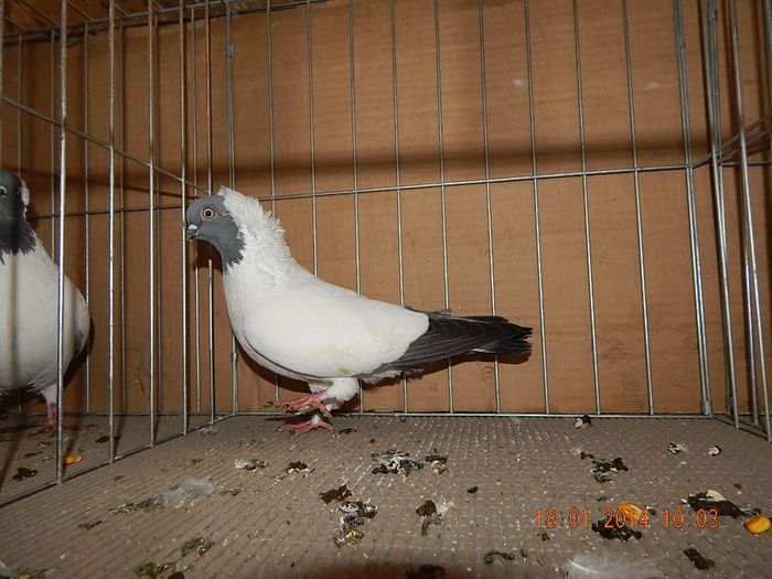 DSCN1762 - Timisoara Ian 2014