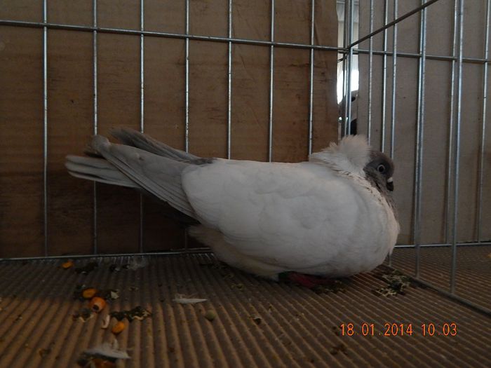 DSCN1764 - Timisoara Ian 2014