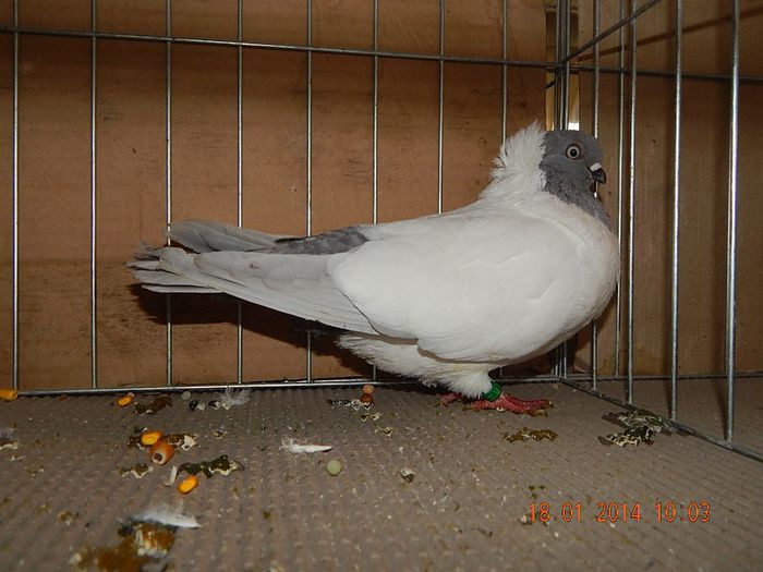 DSCN1765 - Timisoara Ian 2014