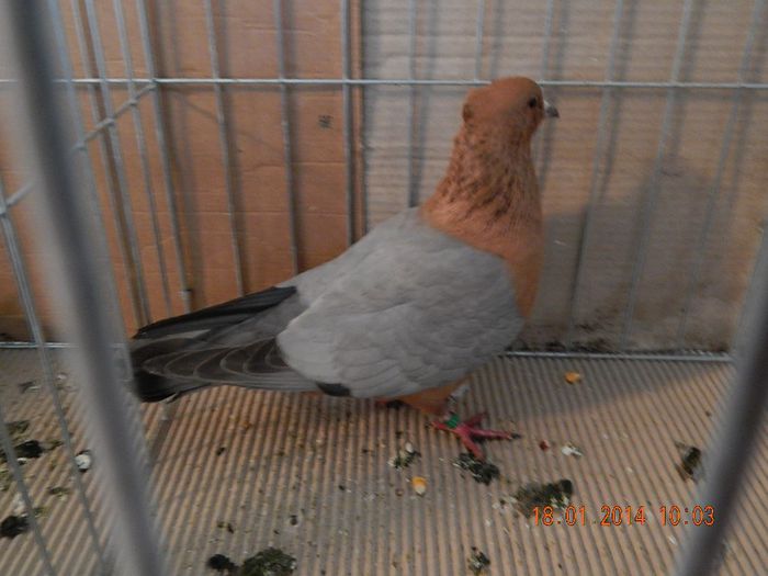 DSCN1766 - Timisoara Ian 2014