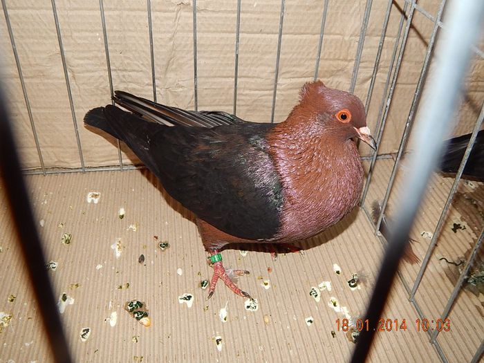 DSCN1768 - Timisoara Ian 2014