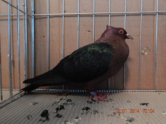 DSCN1770 - Timisoara Ian 2014