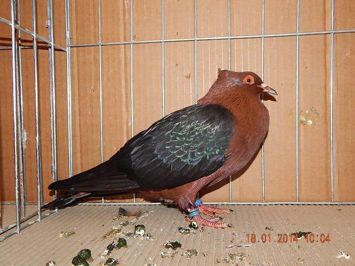 DSCN1771 - Timisoara Ian 2014