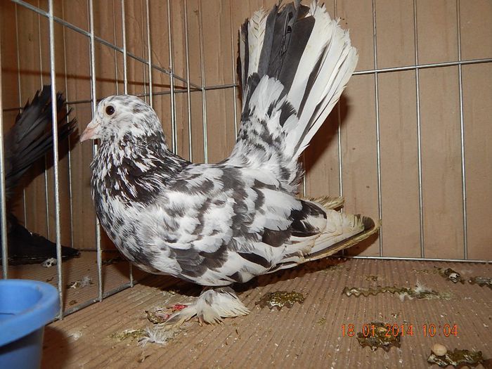 DSCN1777 - Timisoara Ian 2014