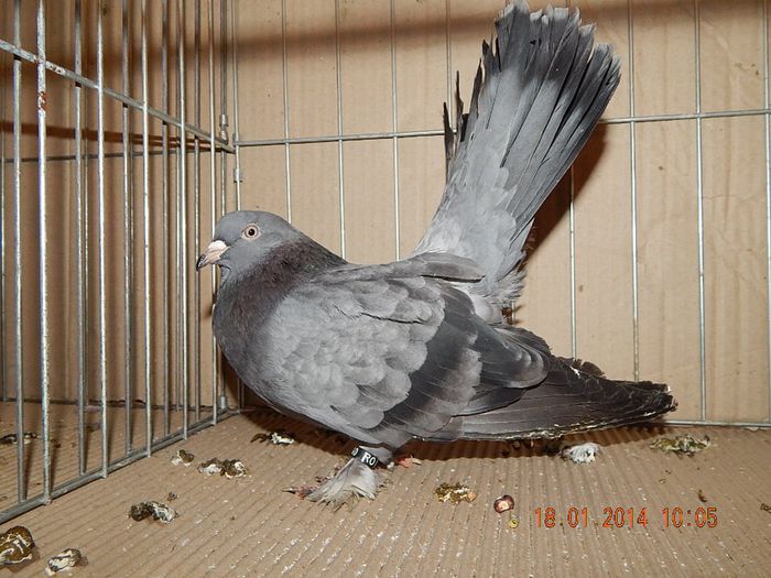 DSCN1778 - Timisoara Ian 2014