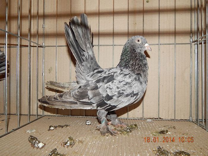 DSCN1779 - Timisoara Ian 2014