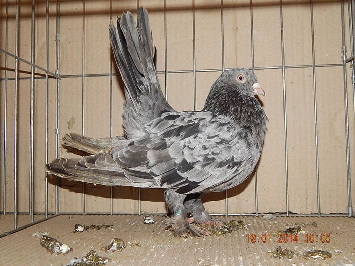 DSCN1780 - Timisoara Ian 2014