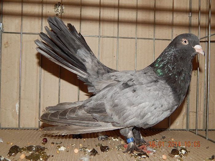 DSCN1781 - Timisoara Ian 2014